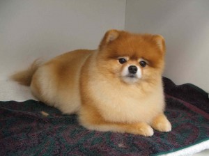 pomeranian groom