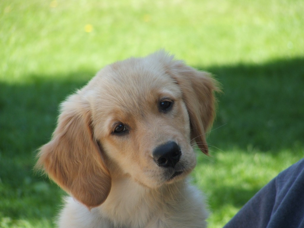Golden Retriever Golden Retriever Puppy